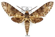 Sphingidae, Manduca trimacula