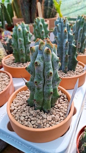 Stenocereus beneckei - stenocereus,