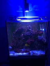 Full Reef Saltwater Aquarium