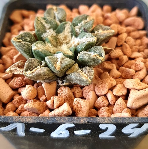 Ariocarpus kotschoubeyanus