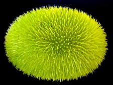 Riccio - cetriolo - zucca orso