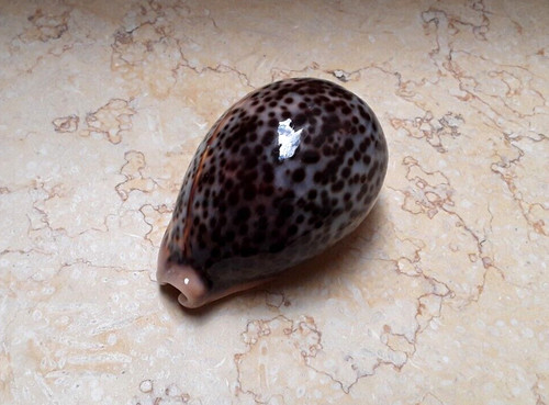 Cypraea pantherina huge glossy - cypraea,