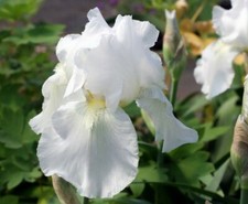 Iris fiorentinapianta