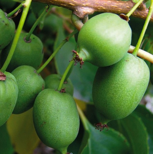 Actinidia kokuwa bisessuale - actinidia, 1l