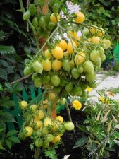 Barry's Crazy Cherry Tomate -