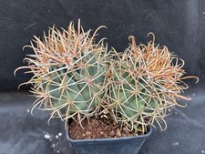 Ferocactus chrysacanthus - ferocactus,