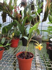 Dendrobium chrysocrepes con