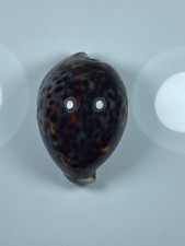 Cypraea tigris mm - tigris,