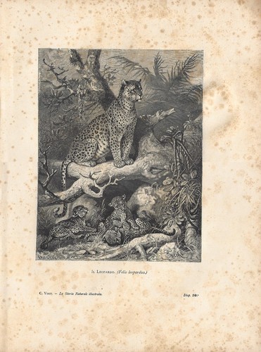 Stampa antica mamma leopardo - antica,