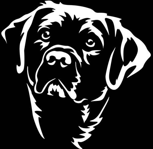 Adesivo labrador - labrador,
