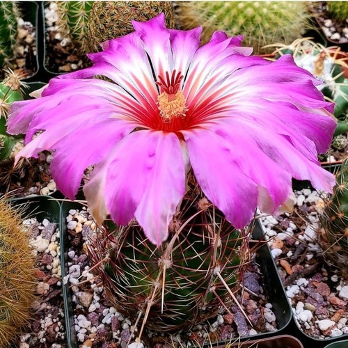 Thelocactus bicolor sub - thelocactus,