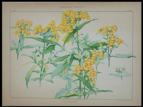 Calceolaria habert dys - calceolaria,,