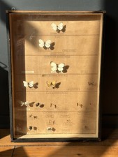 Modello educativo FARFALLE
