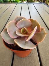 Echeveria Smile Ball