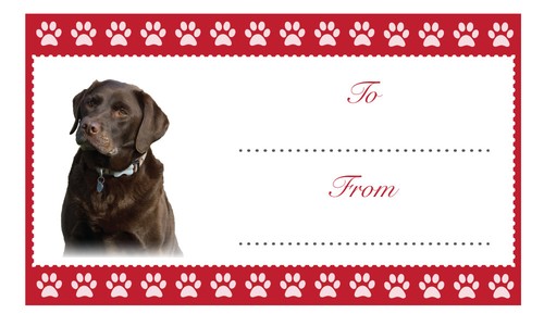 Cioccolato labrador natale - labrador,