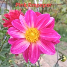 Semi di dalia fiori da