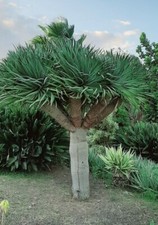 Drago  ( Dracaena draco )