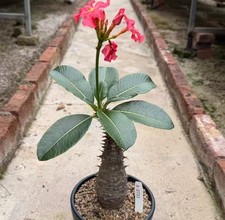 Vendita rara pianta di cactus