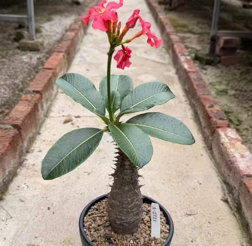 Vendita rara pianta cactus - di,