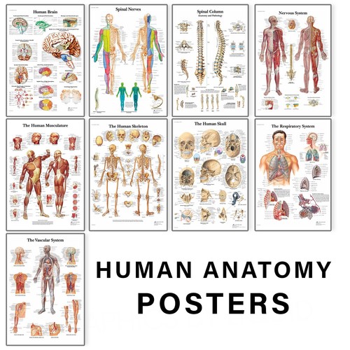 Poster anatomici educativi