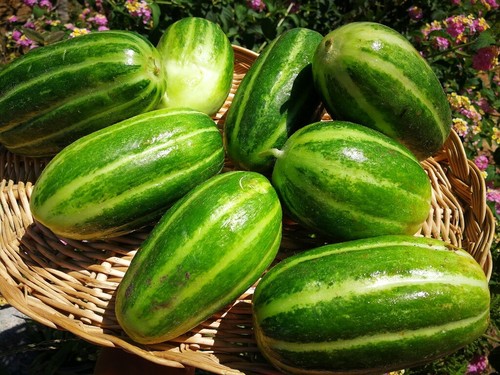 Melone cetriolo carosello - cetriolo,