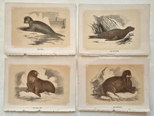 Illustrazione Animale Foca Tricheco Otaria John Tallis Vecchia Stampa 12x17