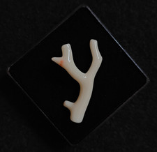 Ramo di corallo rosa bianco