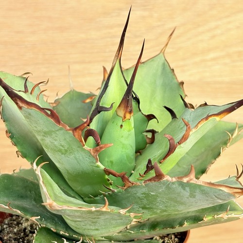 Agave titanota thunder - ,, pot