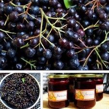 Aronia melanocarpa, Black