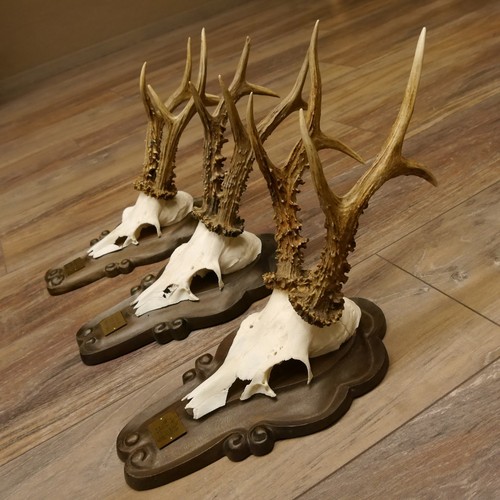 Corna capriolo pezzi - capriolo, 3