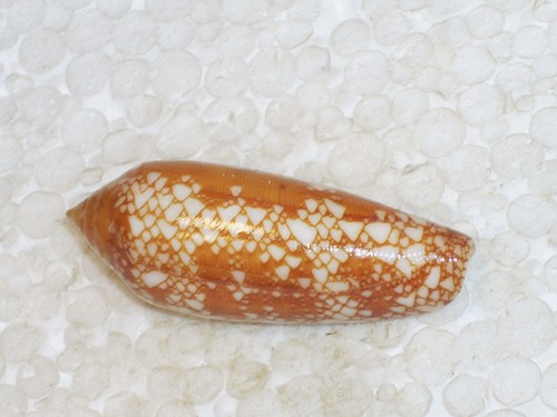 Conus michelcharlesi special - michelcharlesi,