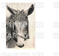 C8576 ANIMALI 1900 ASINO