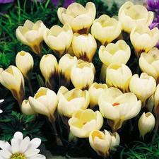 Bulbi di fiori cipolle fiori