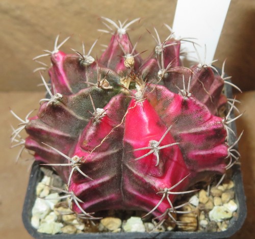 Gymnocalycium mihanovichii - , cv