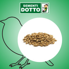 Semi di Scagliola 25kg Mangime