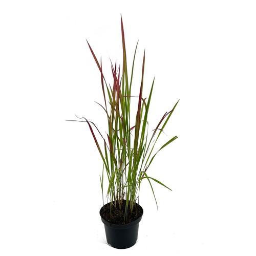 Erba sanguinata giapponese - sanguinata,