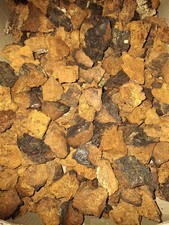 Pezzi di Funghi Chaga