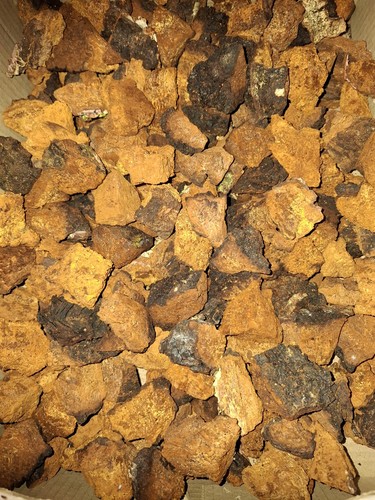 Pezzi funghi chaga - di,