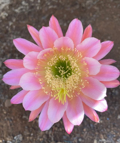 Cereus hybrid carlo - 'carlo',