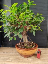 bonsai   ficus retusa  h 48 cm