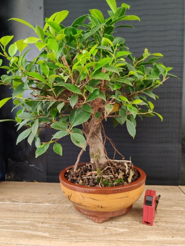 Bonsai ficus retusa h - ,