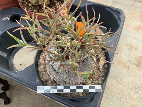229 euphorbia trichadenia - 229,