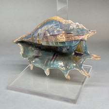 ANTICA CONCHIGLIA ANTICO