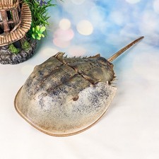 Horseshoe Crab 15" shell
