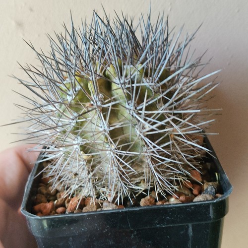 Eriosyce micro sperma - eriosyce,