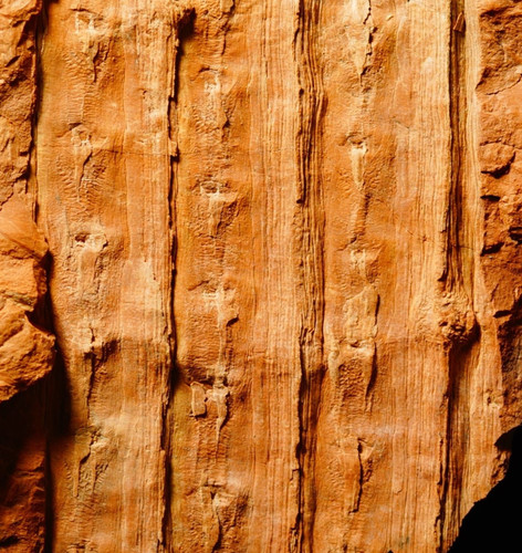 Rarissima pianta fossile