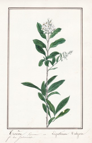 Ligustrum vulgare troene fiore