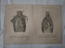 1019 Antica Tavola Anatomica-