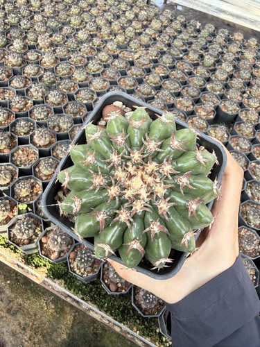 Discocactus subviridigriseus