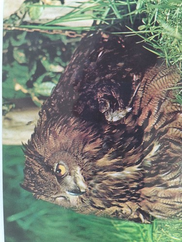 Cartolina gufo reale fauna - reale,